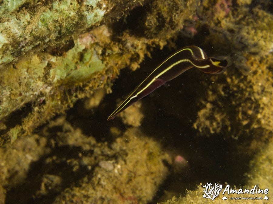 Poisson d'oursins