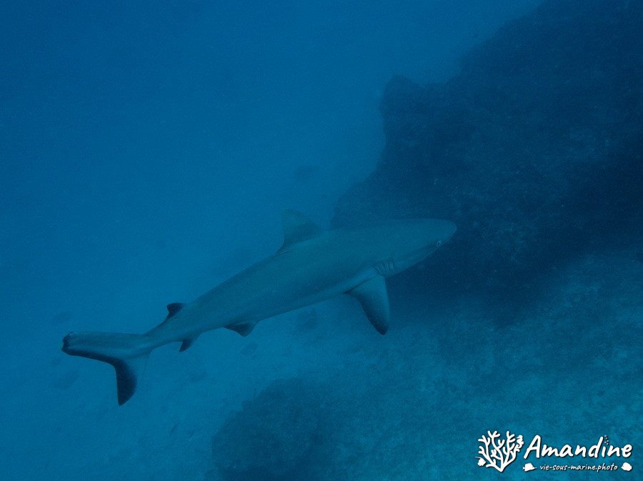Carcharhinus amblyrhynchos
