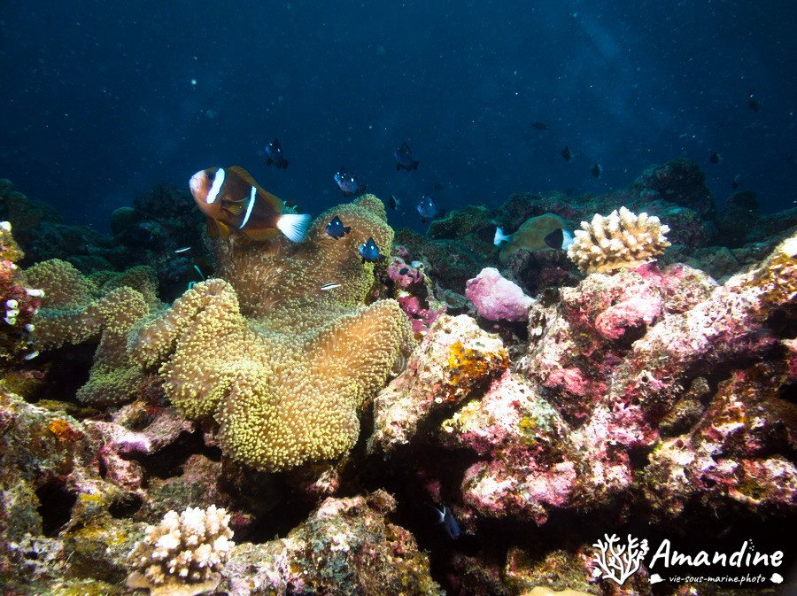 Poissons osseux