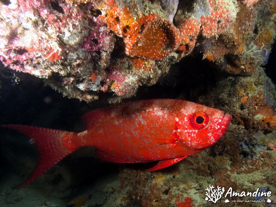 Priacanthus hamrur