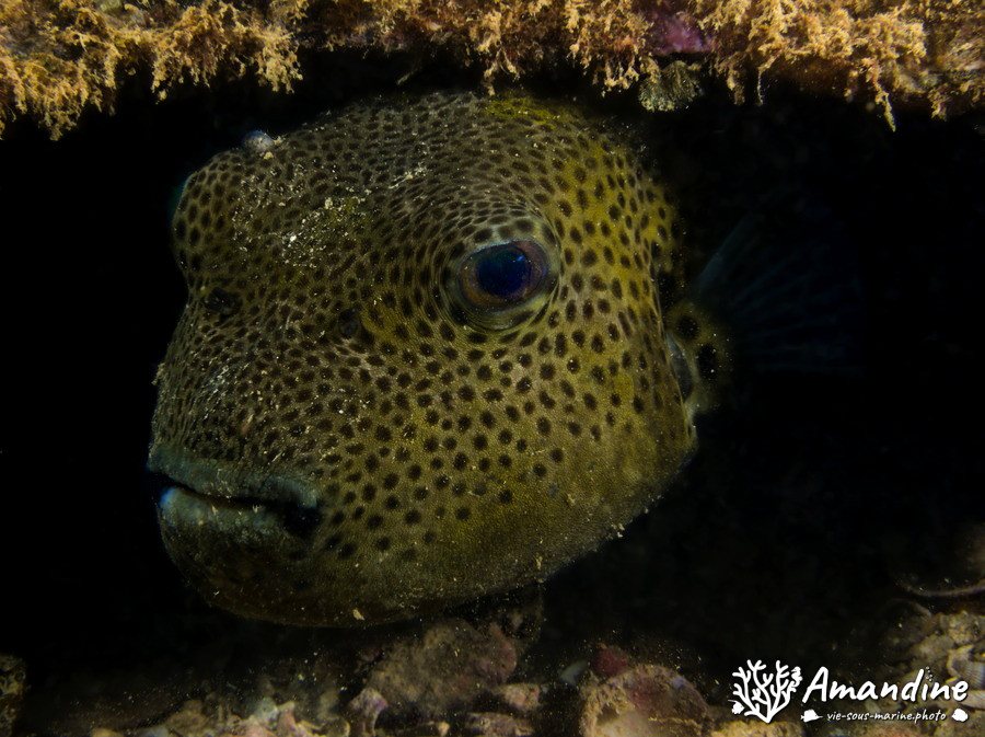 Arothron stellatus