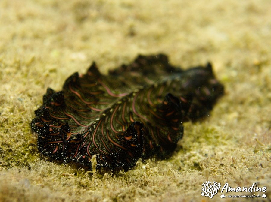 Pseudobiceros bedfordi