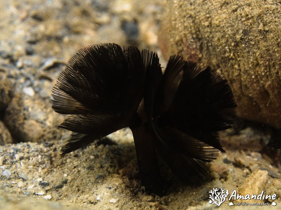 Phoronopsis sp.