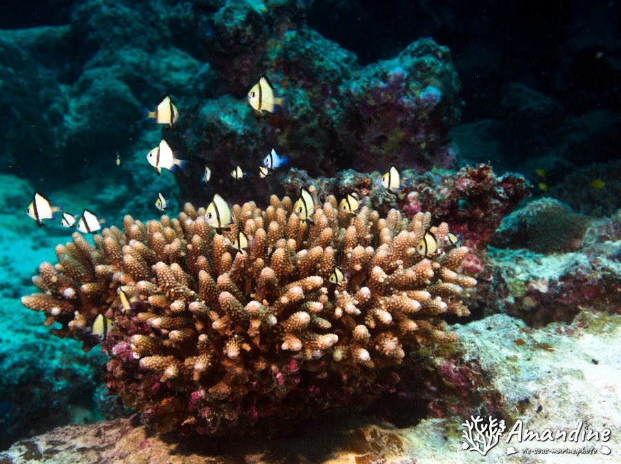 Dascyllus reticulatus