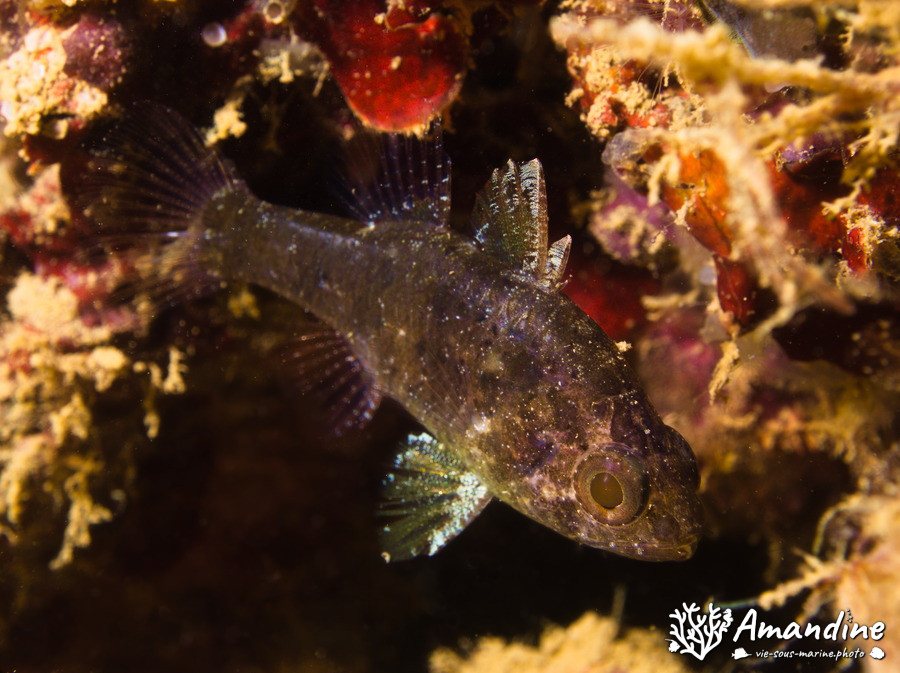 Poisson-cardinal
