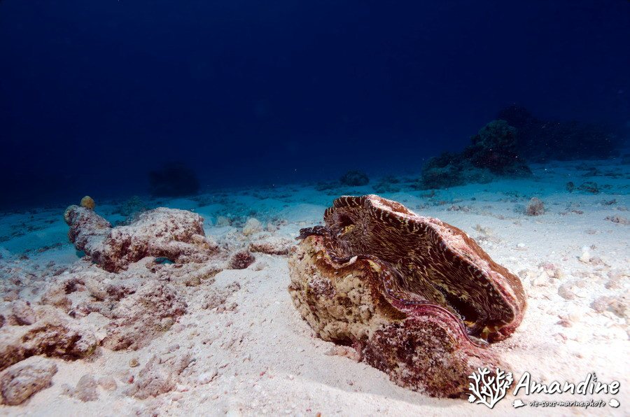Mollusques