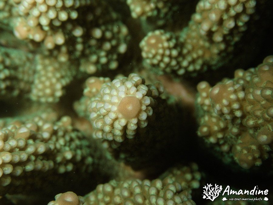 Corail dur