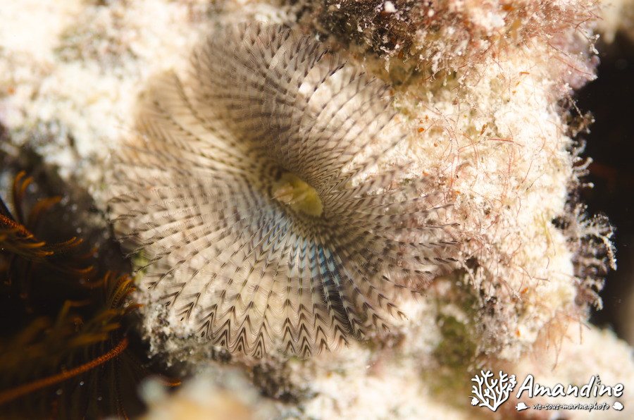 Sabellidae sp.