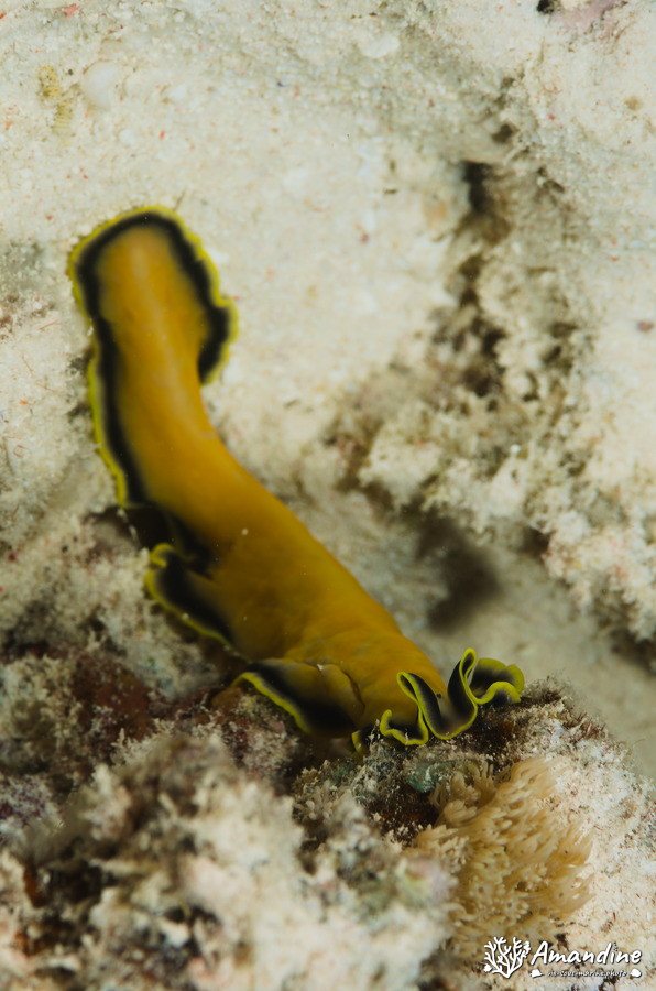 Organismes vermiformes