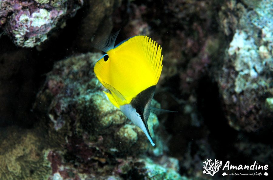 Forcipiger longirostris