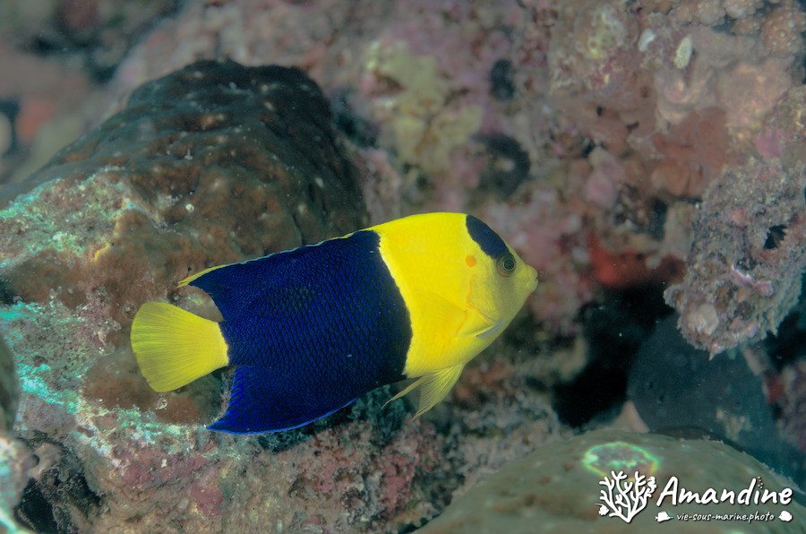Centropyge bicolor