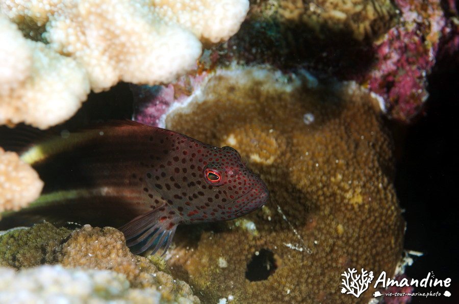 Paracirrhites forsteri