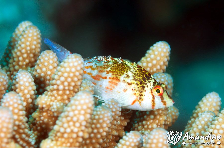 Cirrhitichthys falco