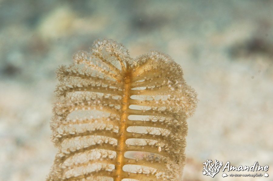 Pennatules