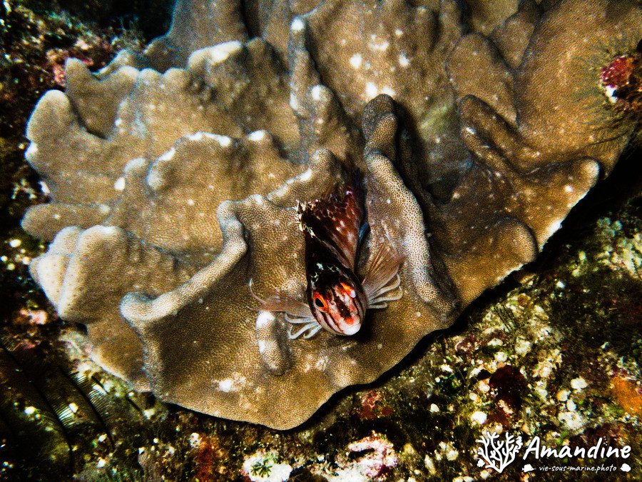 Cirrhitichthys falco