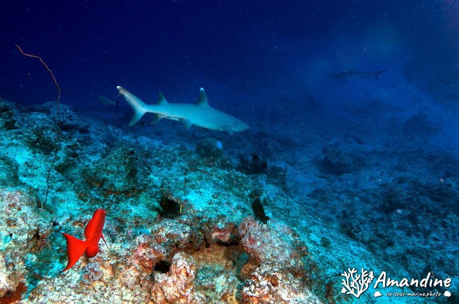 Requin pointe blanche (albi)