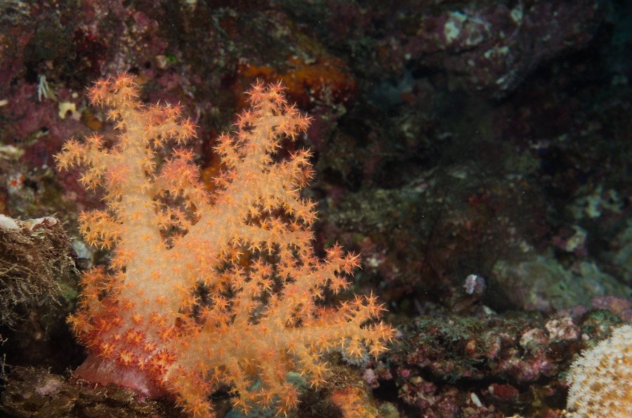 Corail mou