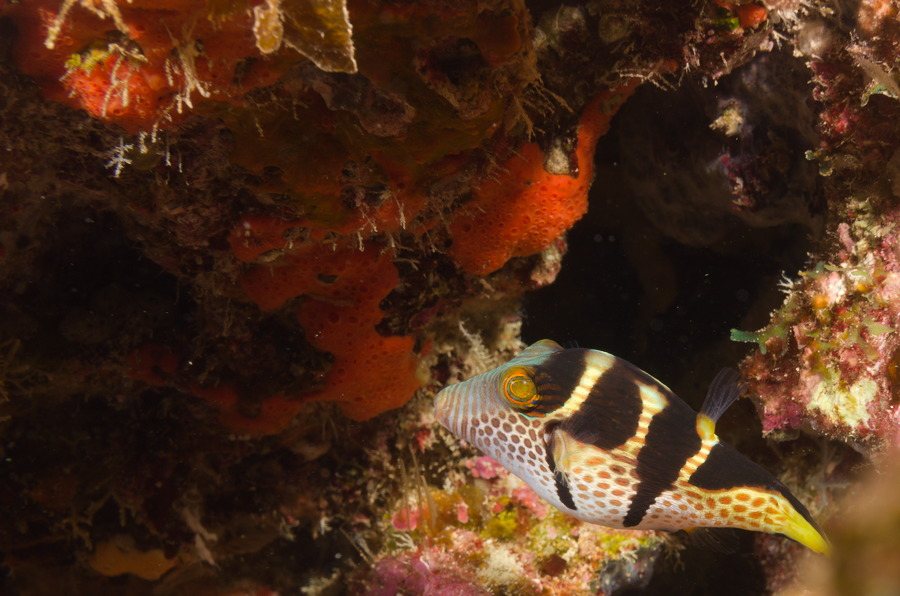 Canthigaster