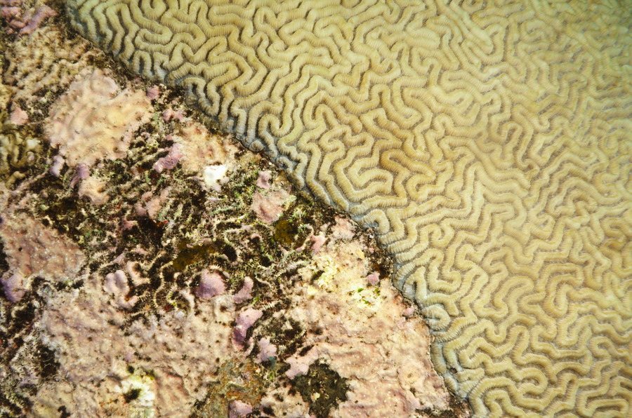 Corail dur