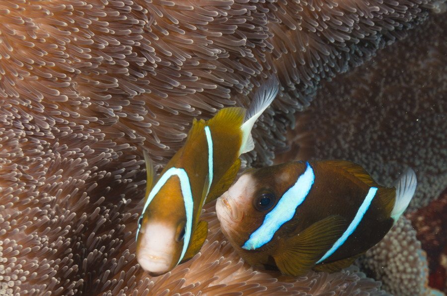Amphiprion akindynos