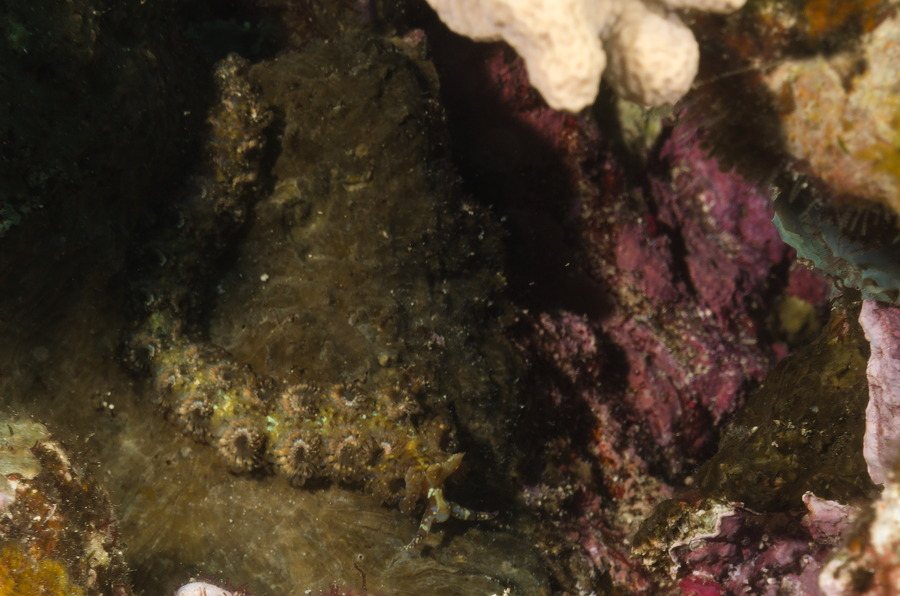 Nudibranche