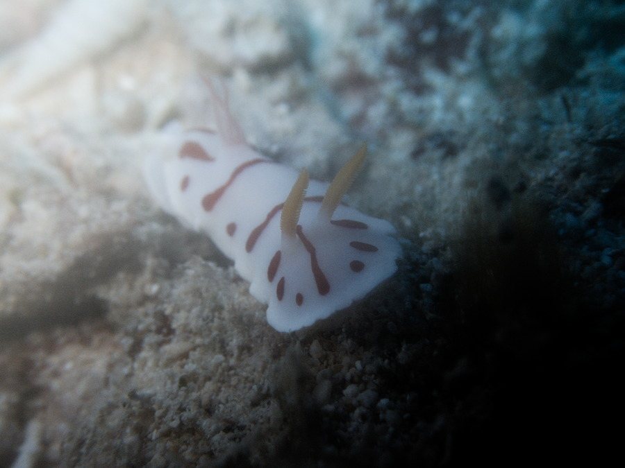 Nudibranche