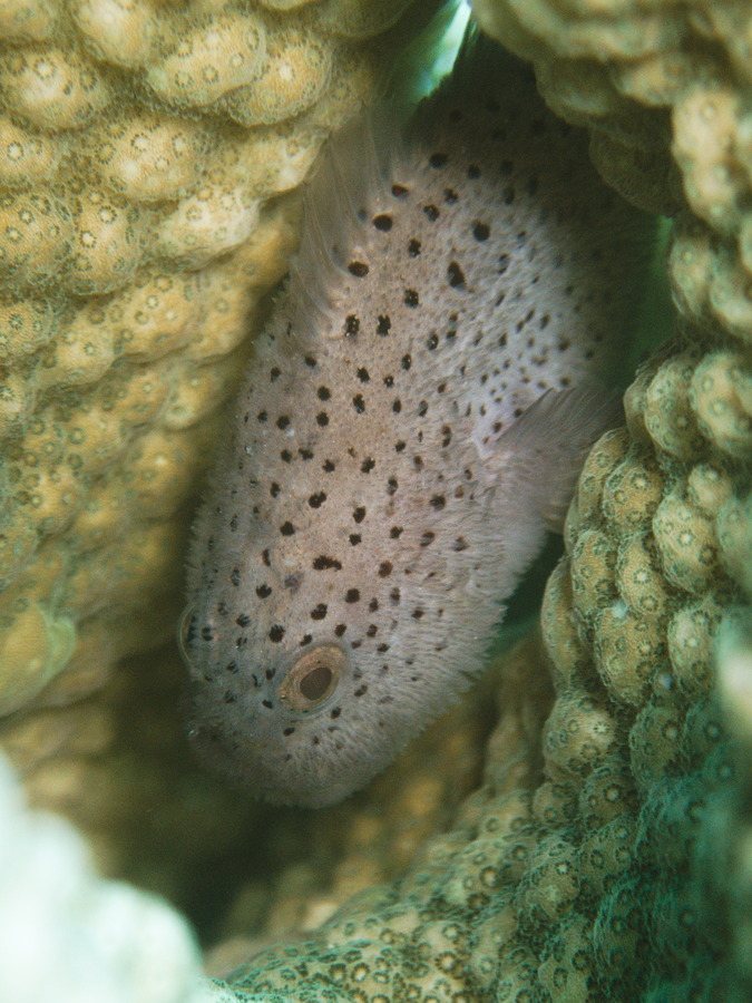 Poisson-velours