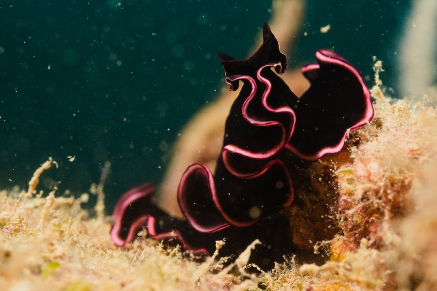 Pseudobiceros gloriosus