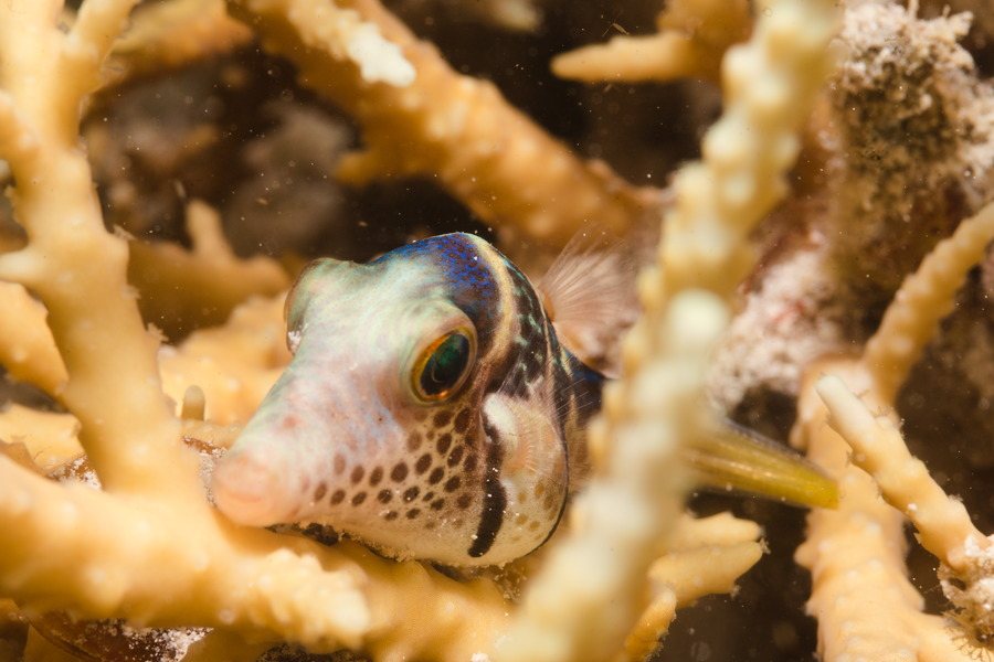 Canthigaster