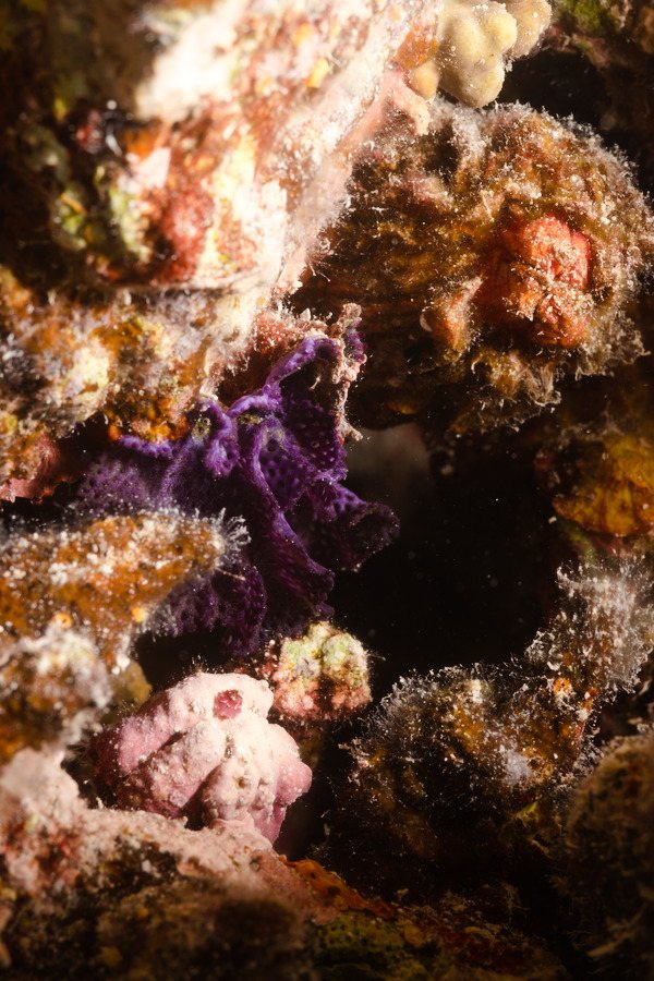 Bryozoaire