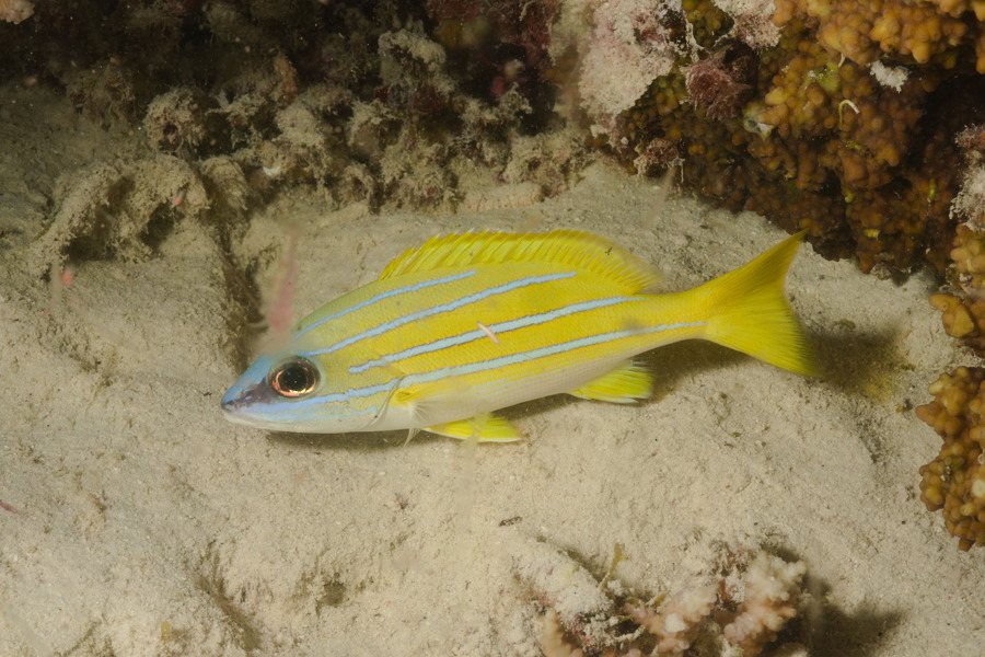 Lutjanus kasmira