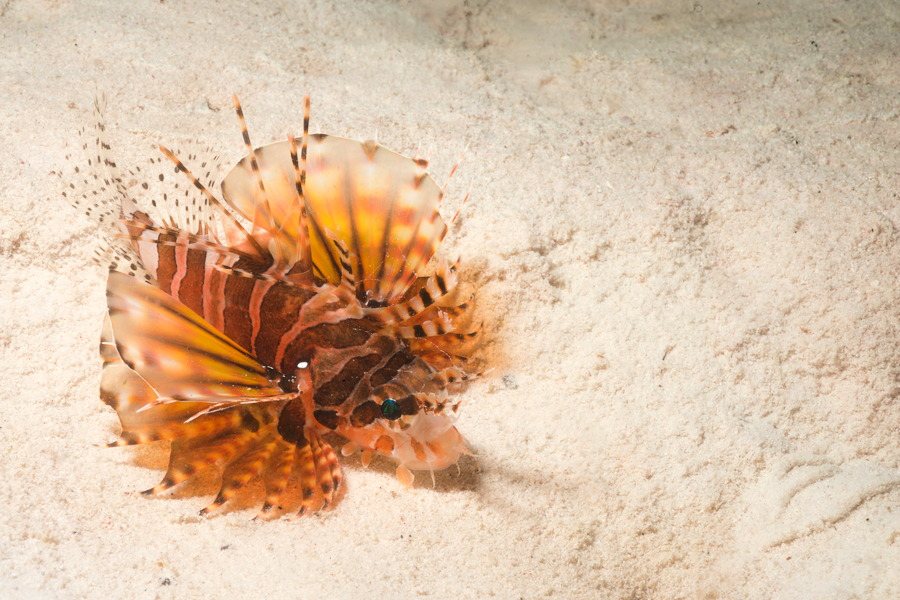 Dendrochirus zebra