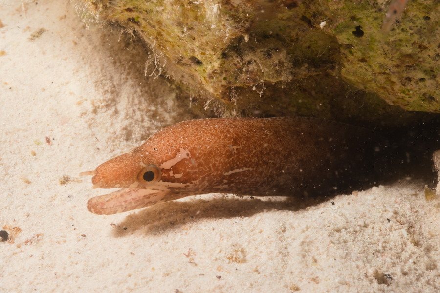 Murène à nagoire rayée