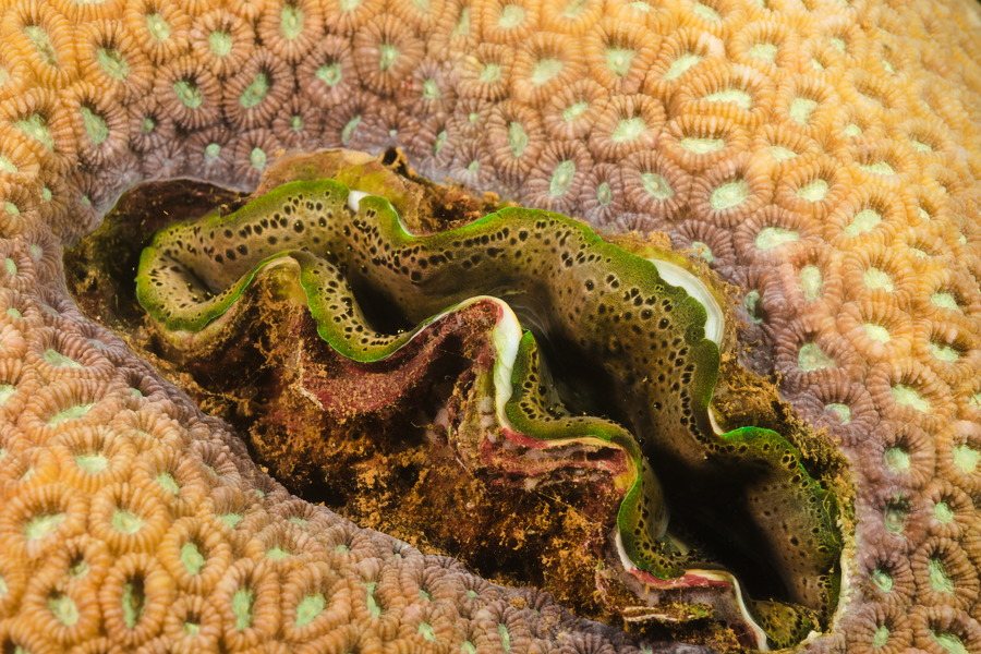Bivalve