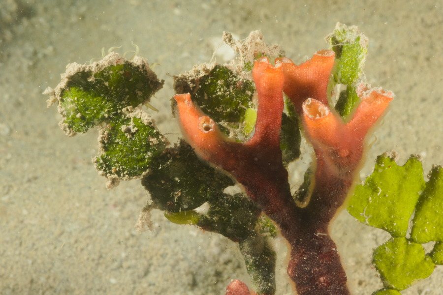 Bryozoaire