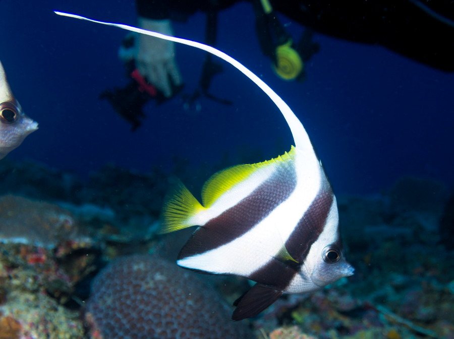 Poisson-bannière