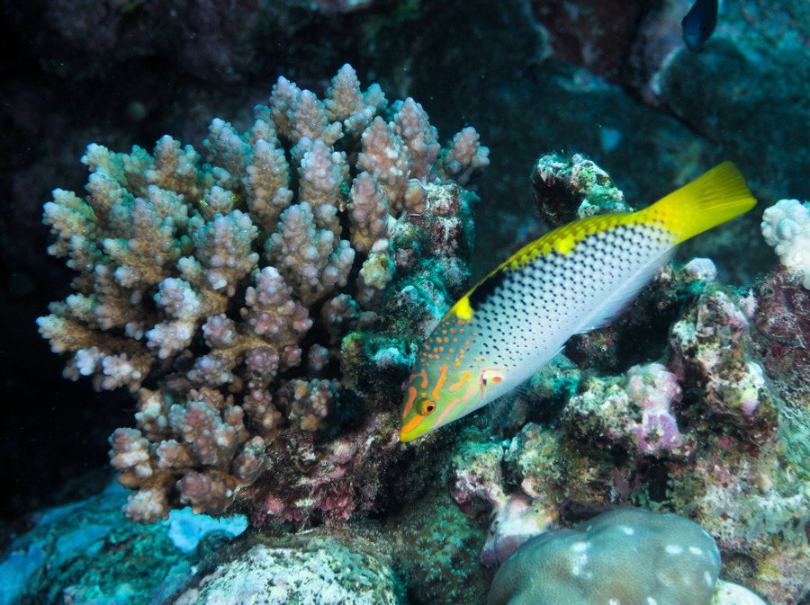 Halichoeres hortulanus