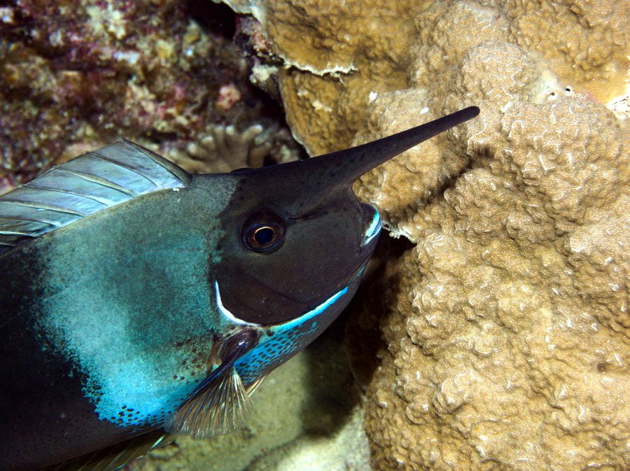 Naso brevirostris