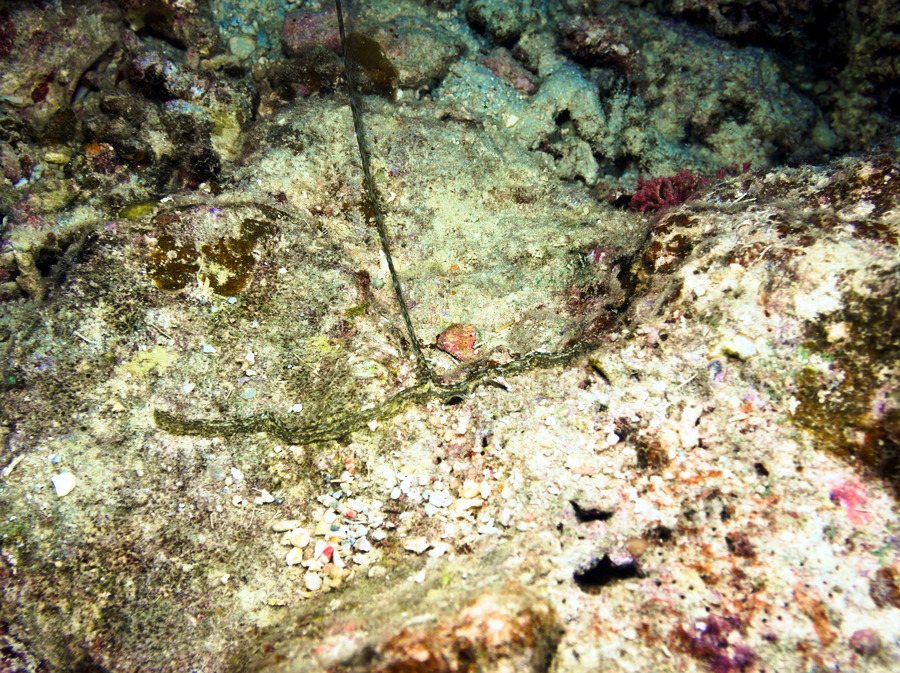 Organismes vermiformes