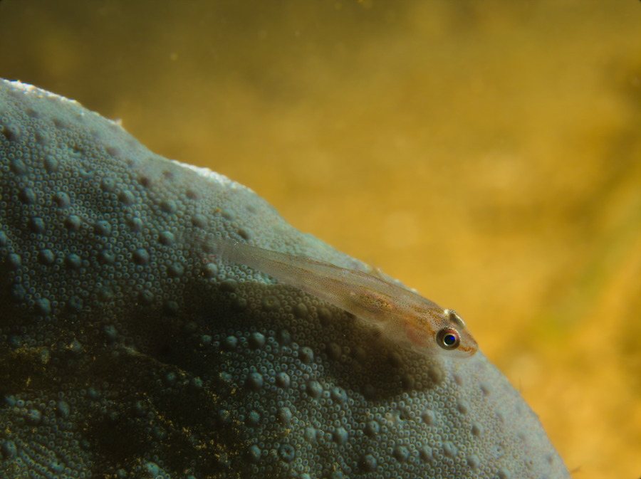 Bryaninops yongei