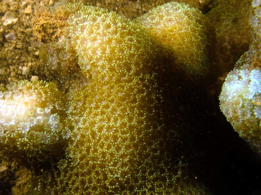 Corail dur
