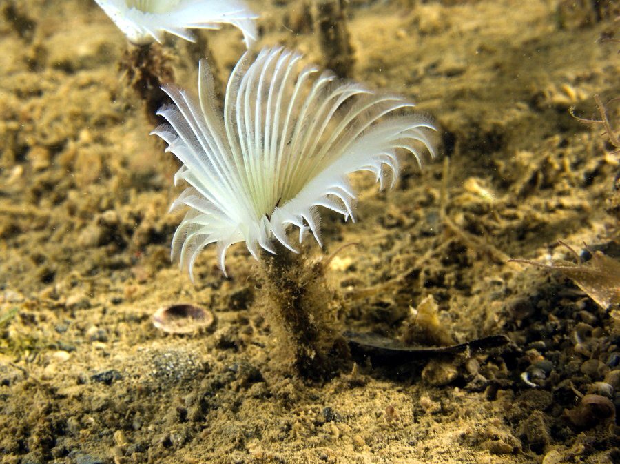Sabellidae sp.