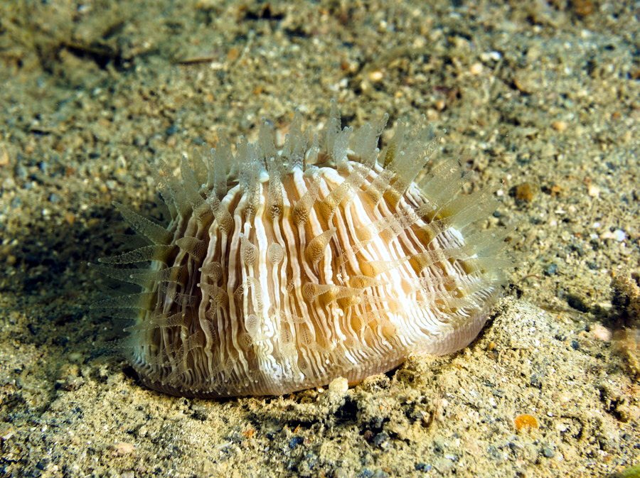 Corail dur