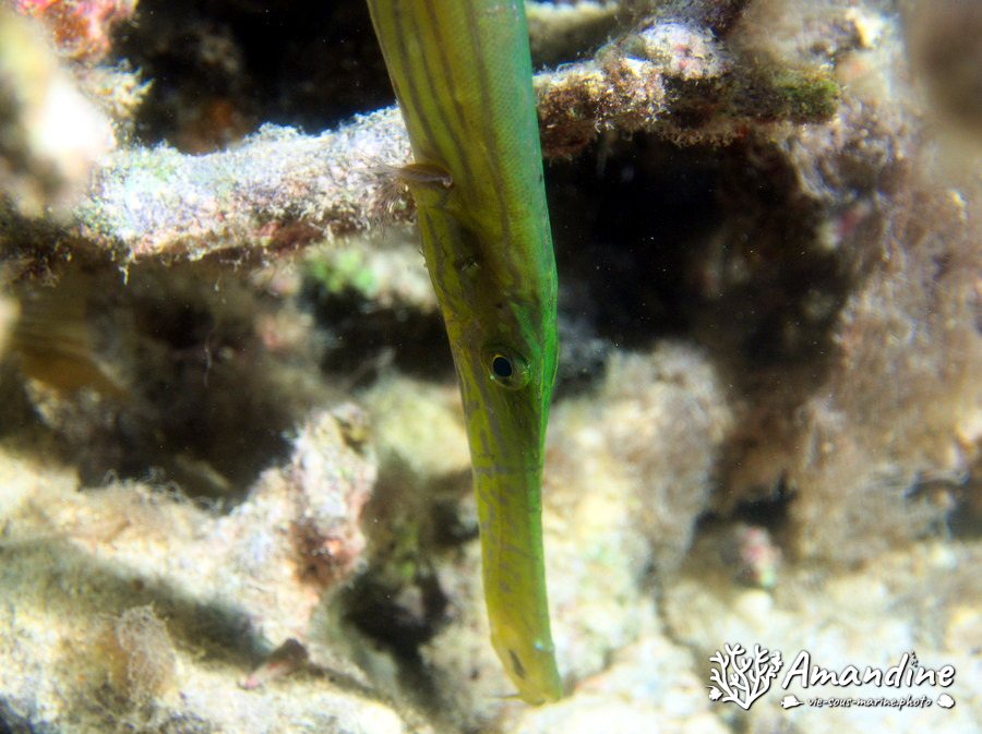 Aulostomus chinensis