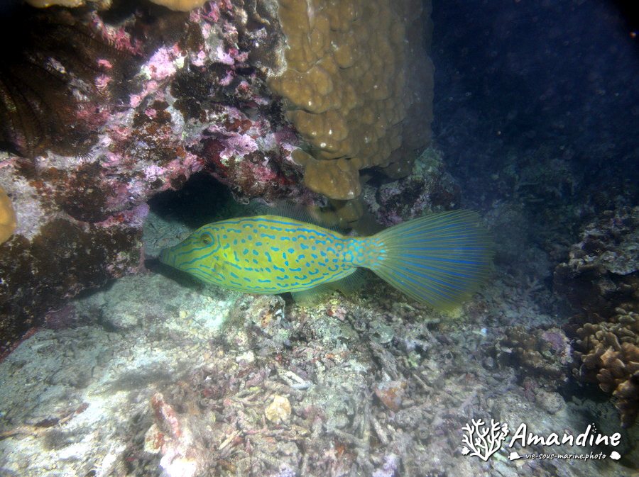 Aluterus scriptus
