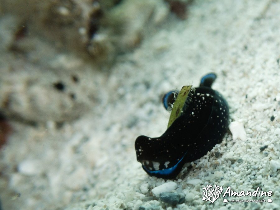 Nudibranche