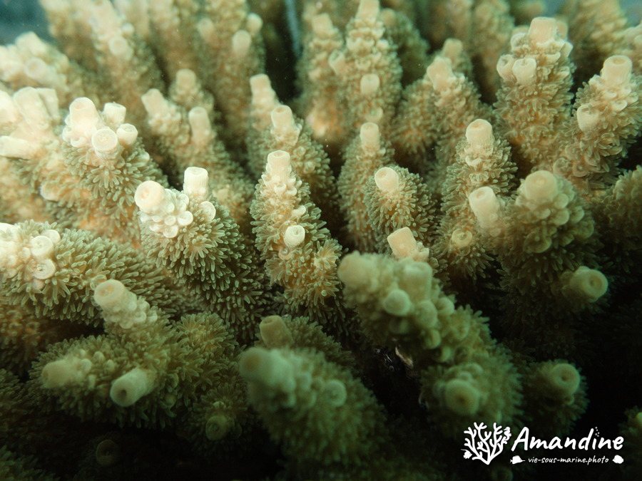 Corail dur
