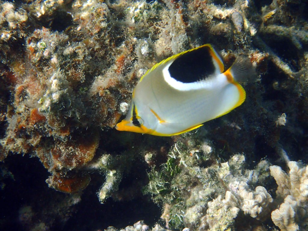Chaetodon ephippium