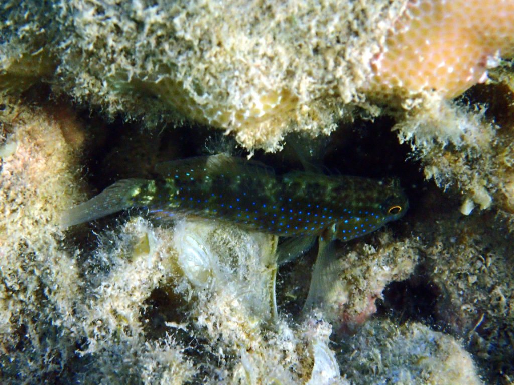 Asterropteryx semipunctatus