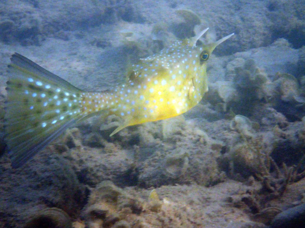 Poisson-coffre